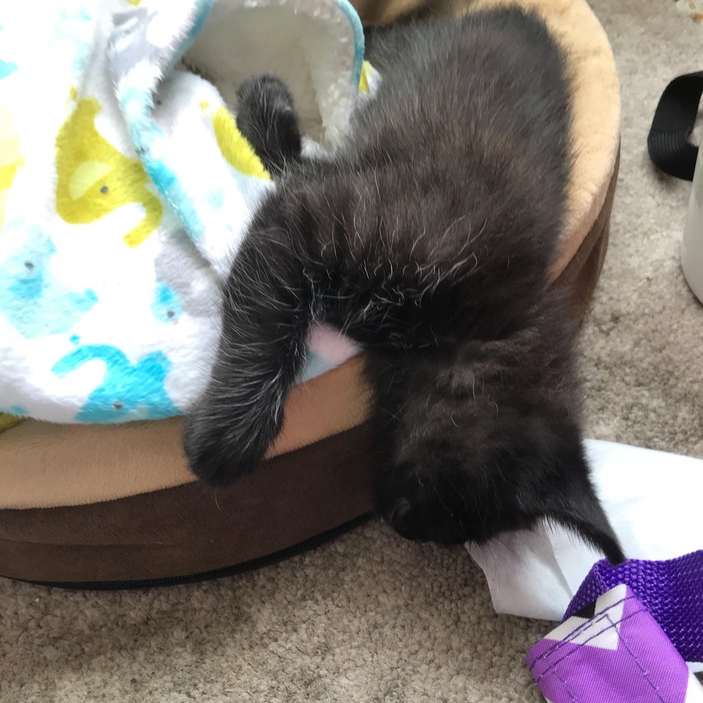 Meet your Posher, Rebecca